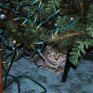 Meet your Posher, Ann